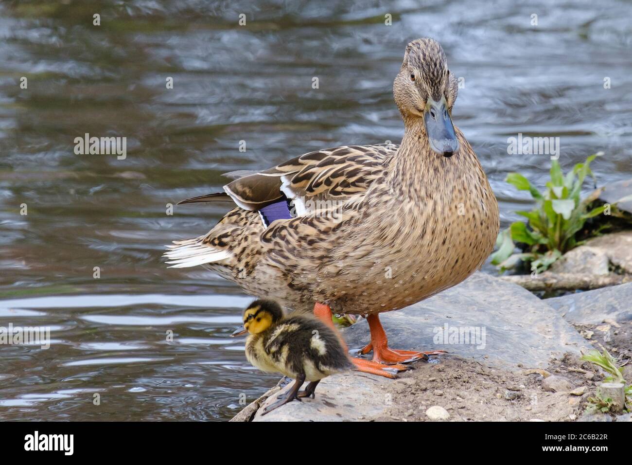 Female Mallard Duck stands on rocks by the edge of the water with one duckling next to her. Stock Photo