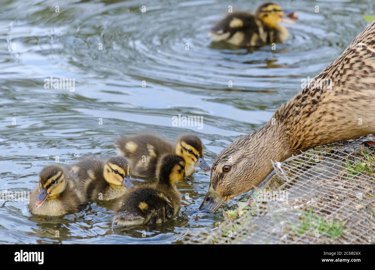 Female Mallard Duck drinks the pond water from the shore while ducklings swim in the water. Stock Photo