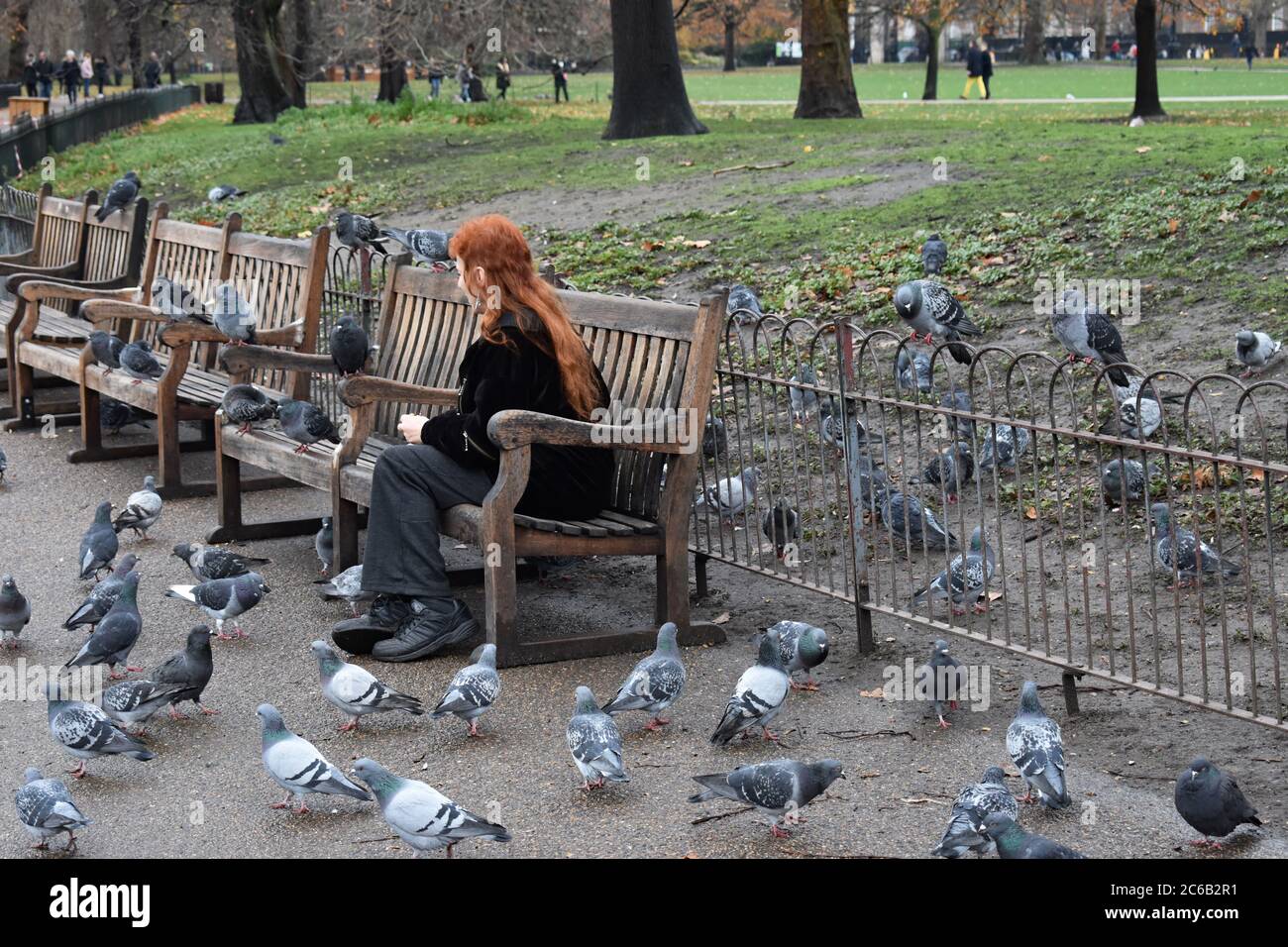 A female with long ginger hair seen feeding lots of pigeons in St James;s Park in the City of Westminster, London. Stock Photo