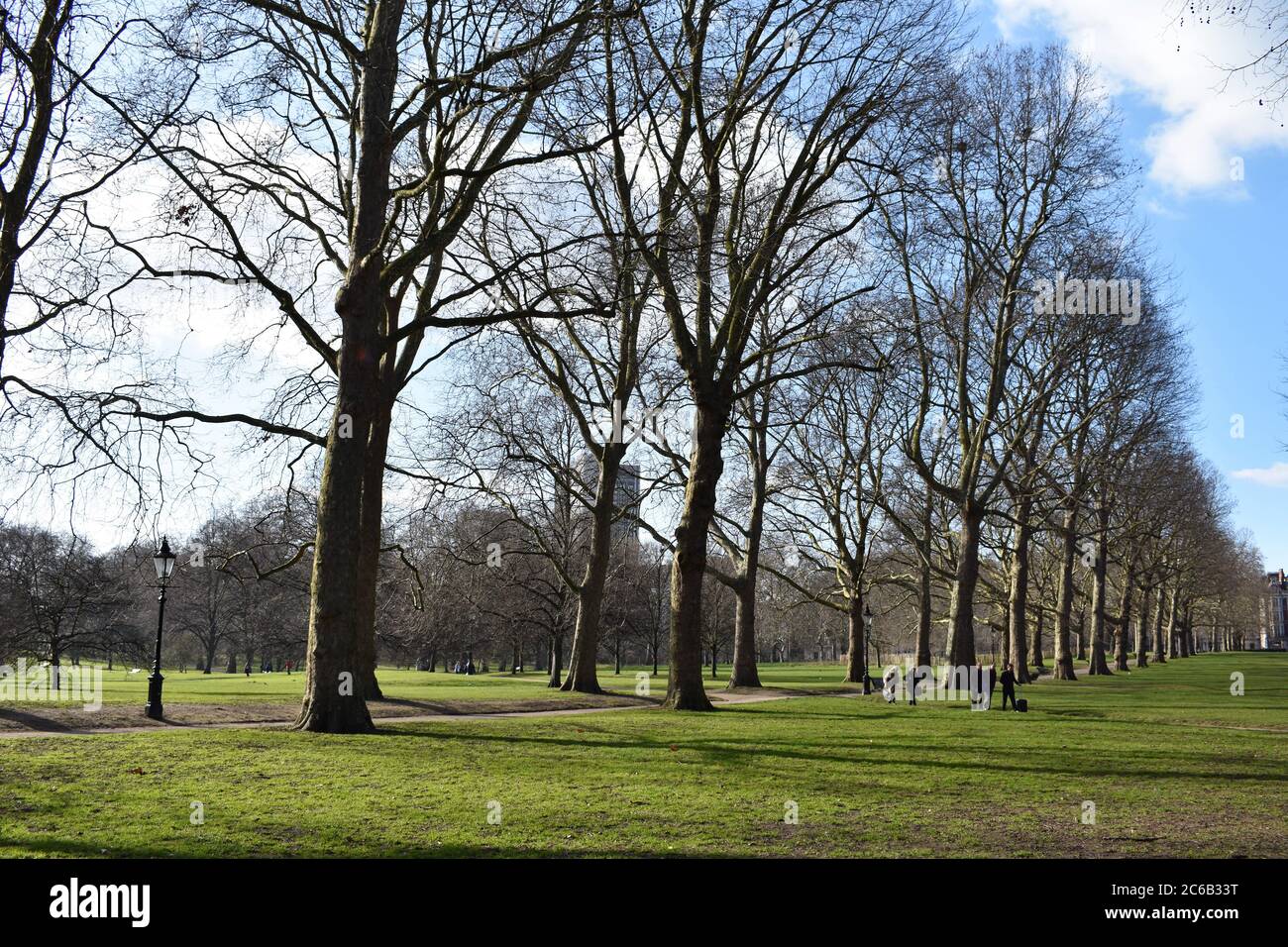 Leafless trees in a line in Green Park, London  Royal Parks Of London. A few people stroll along the grass and there is a singular old fashioned lamp. Stock Photo