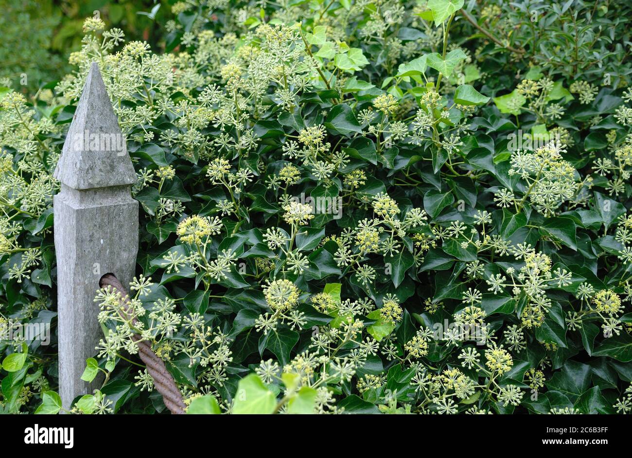 Hedera, Efeu helix Arborescens Stock Photo