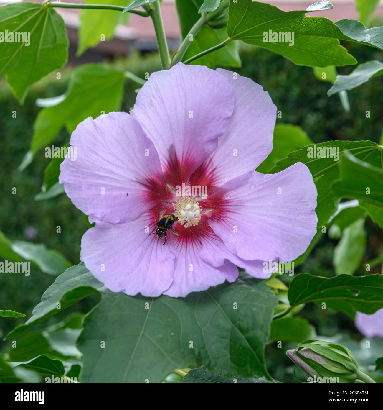 BaumEibisch Hibiscus, Hibiskus Resi Stock Photo Alamy