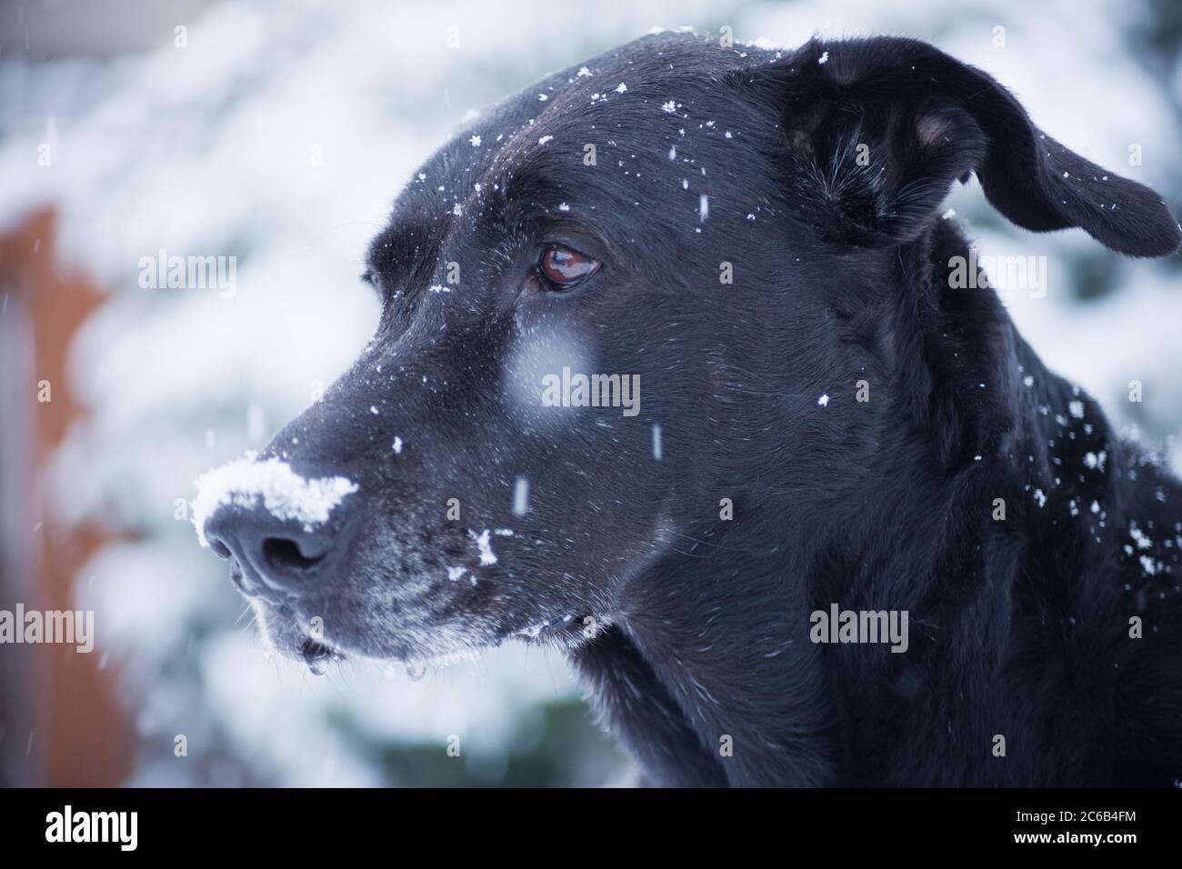 Portrait of black Labrador mixed breed dog in snow. Stock Photo