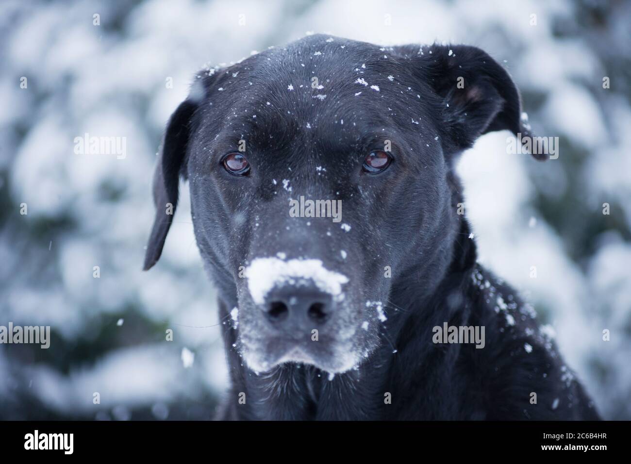 Portrait of black Labrador mixed breed dog in snow. Stock Photo