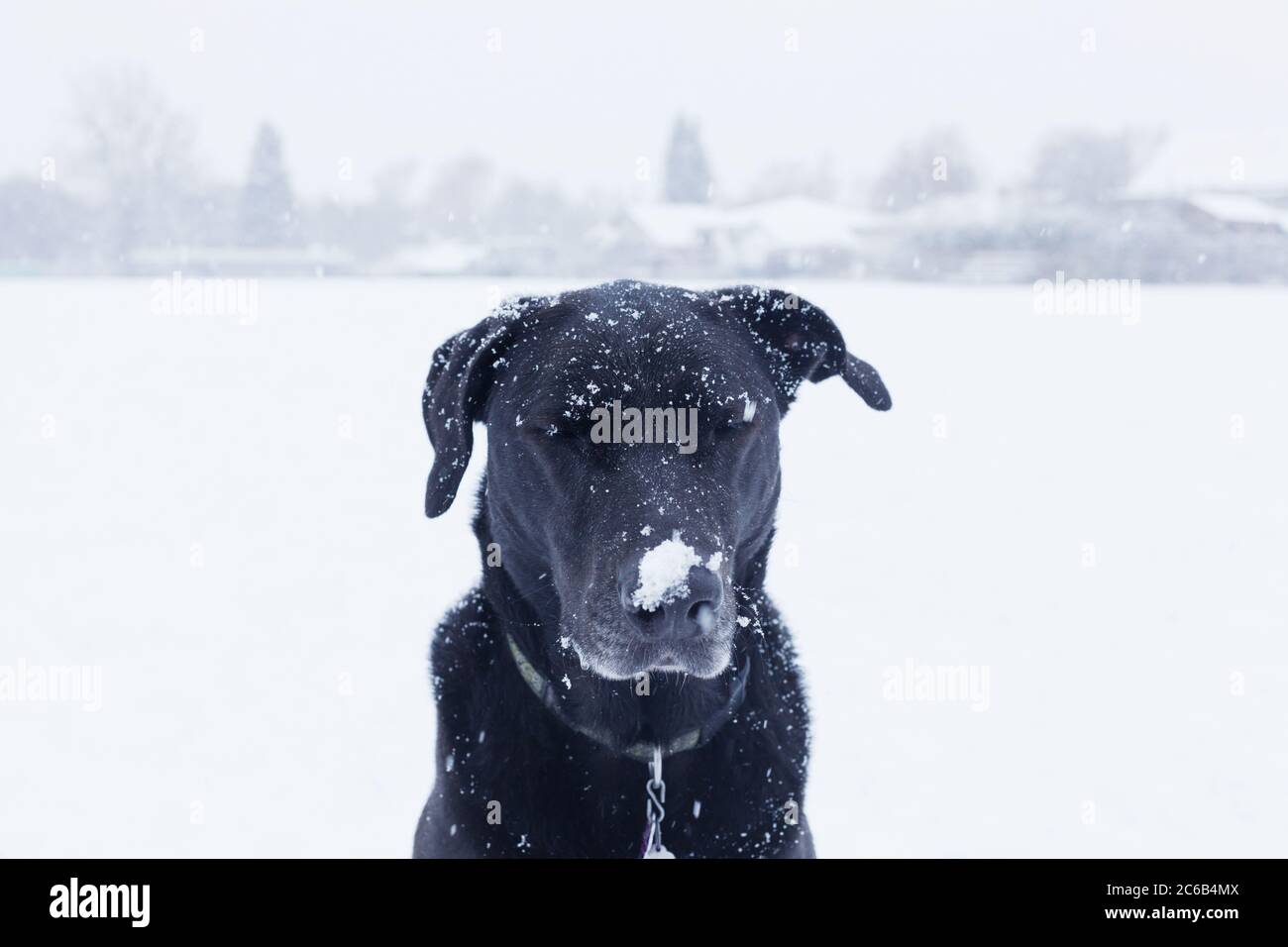 Portrait of black Labrador mixed breed dog in snow. Stock Photo