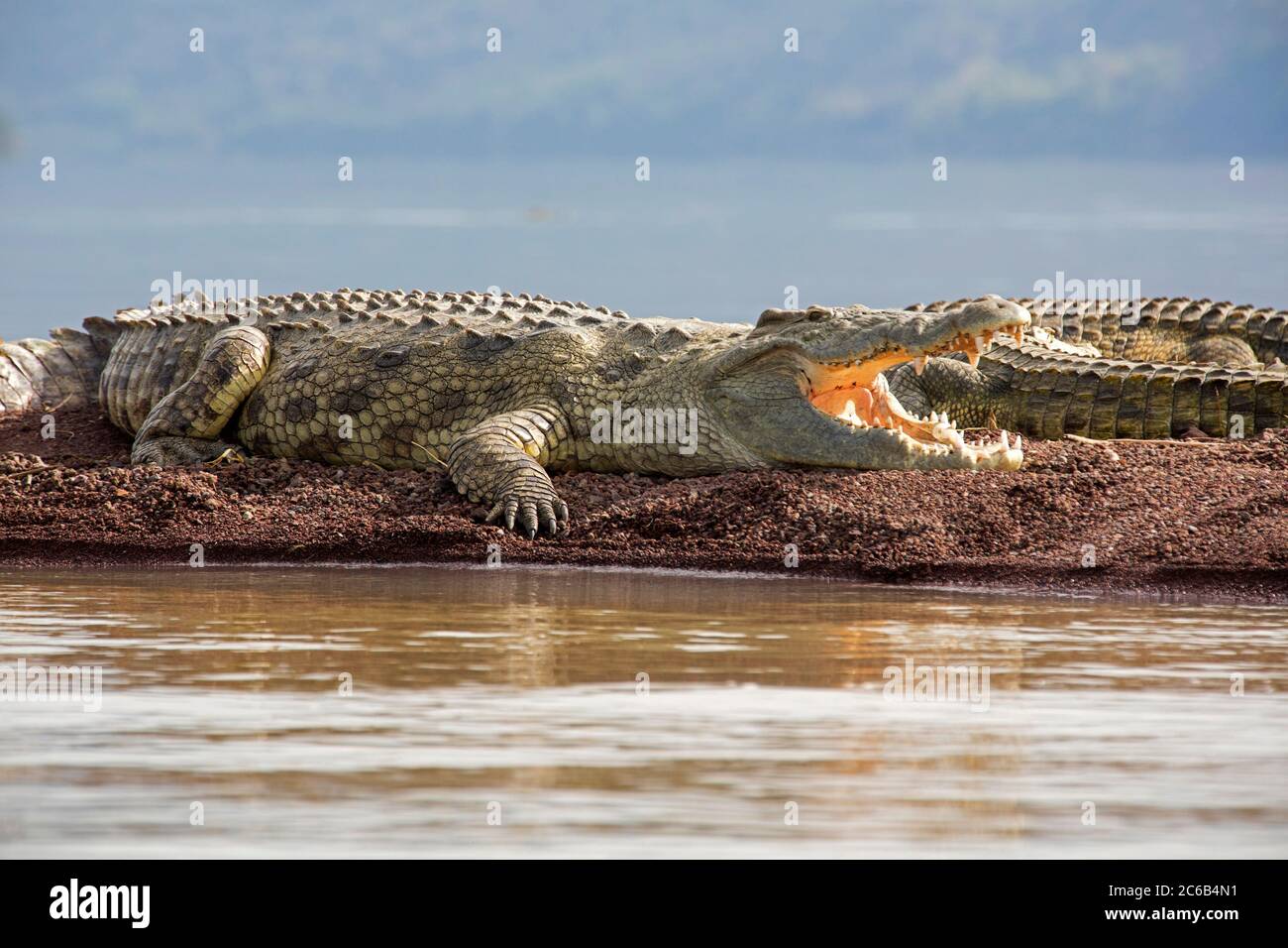 Nile crocodiles (Crocodylus niloticus) at Lake Chamo / Chamo Hayk in Southern Nations, Nationalities and Peoples' Region of southern Ethiopia, Africa Stock Photo