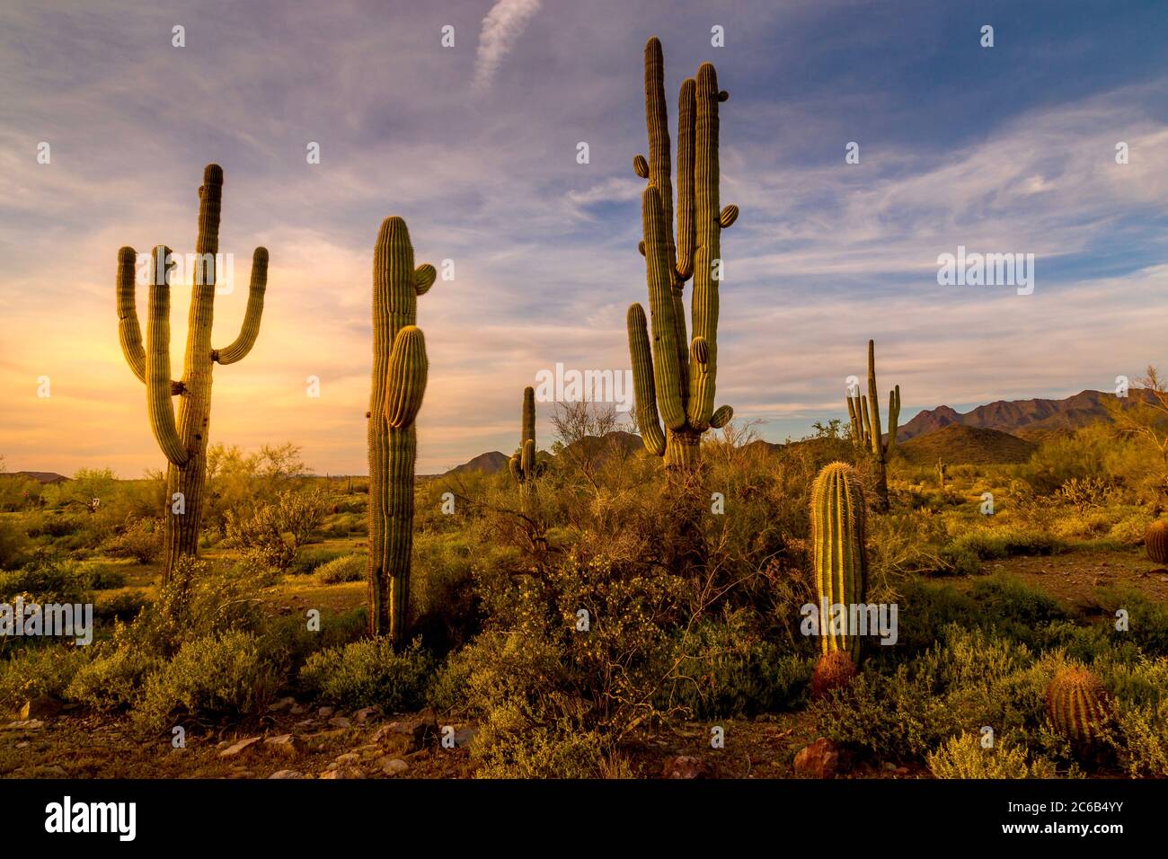 Cacti in the Arizona Desert at Sunset Stock Photo