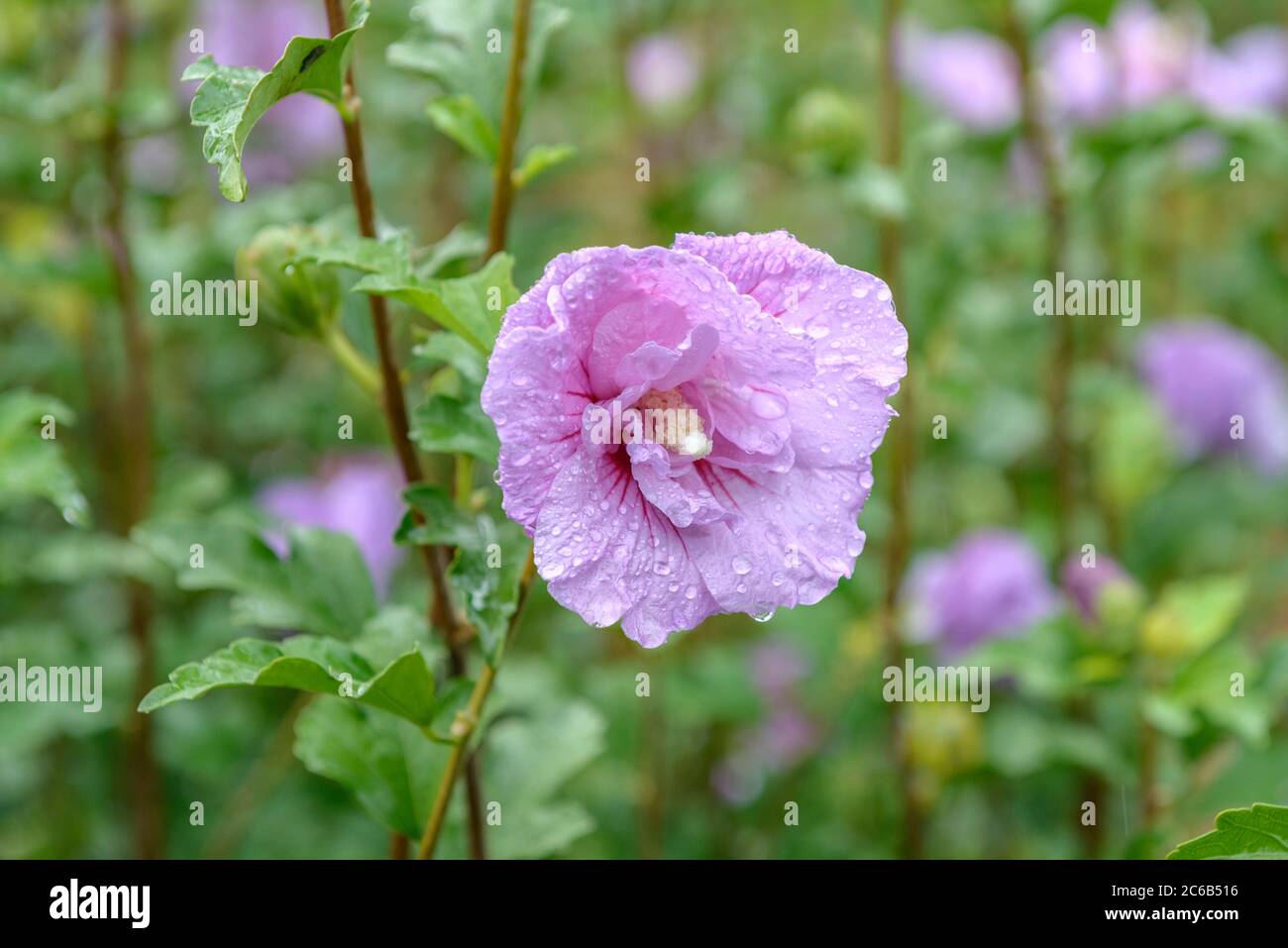 GartenEibisch Hibiscus, Hibiskus syriacus LAVENDER CHIFFON Stock Photo