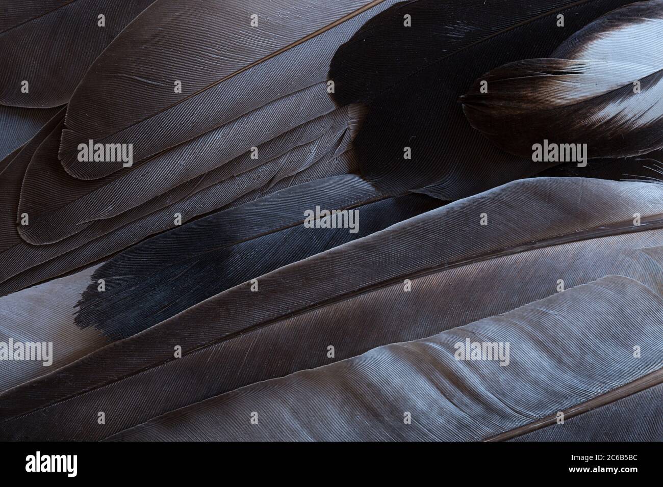 Black feathers texture close up Stock Photo