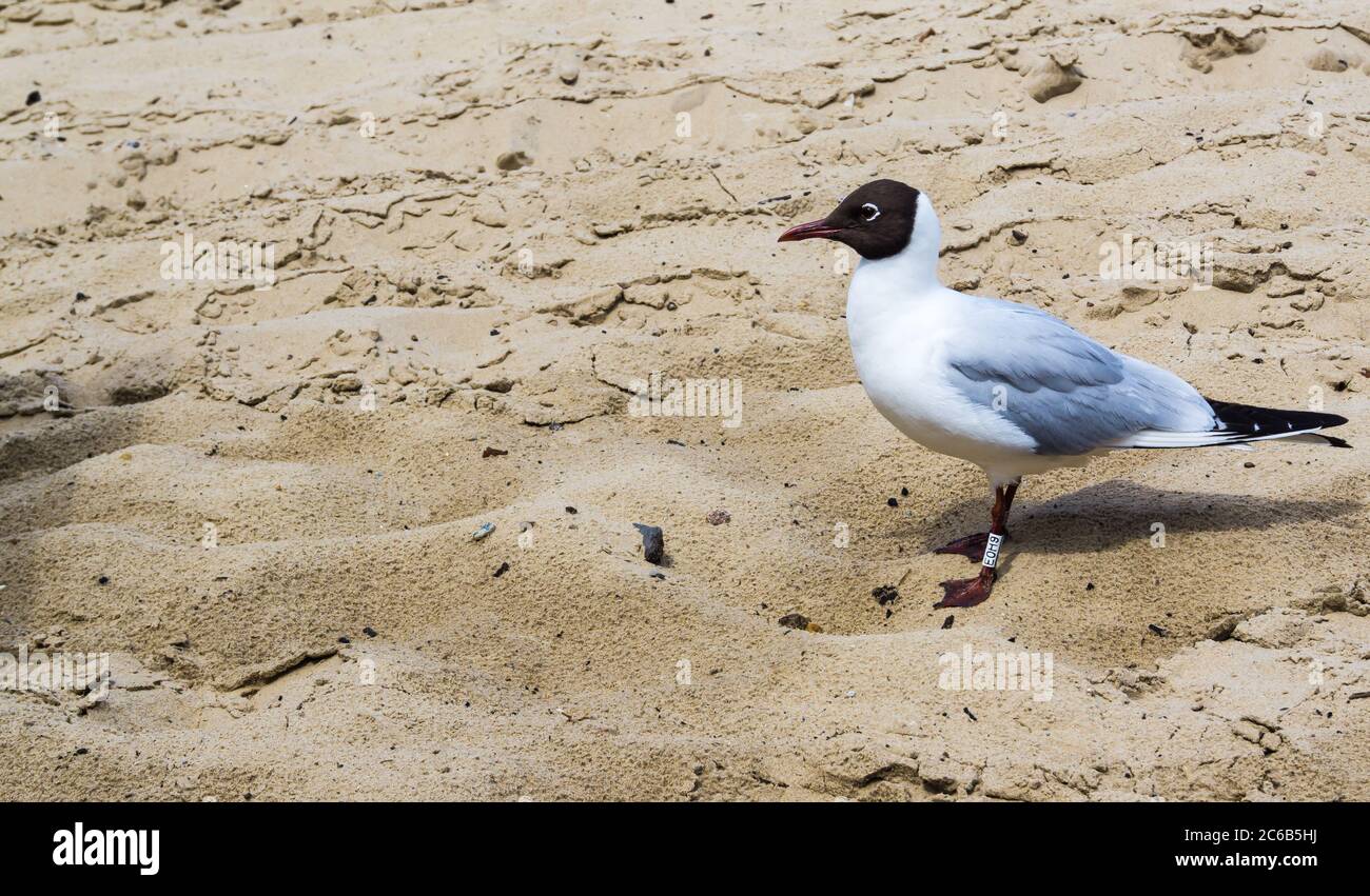 black-headed gull on the beach Stock Photo
