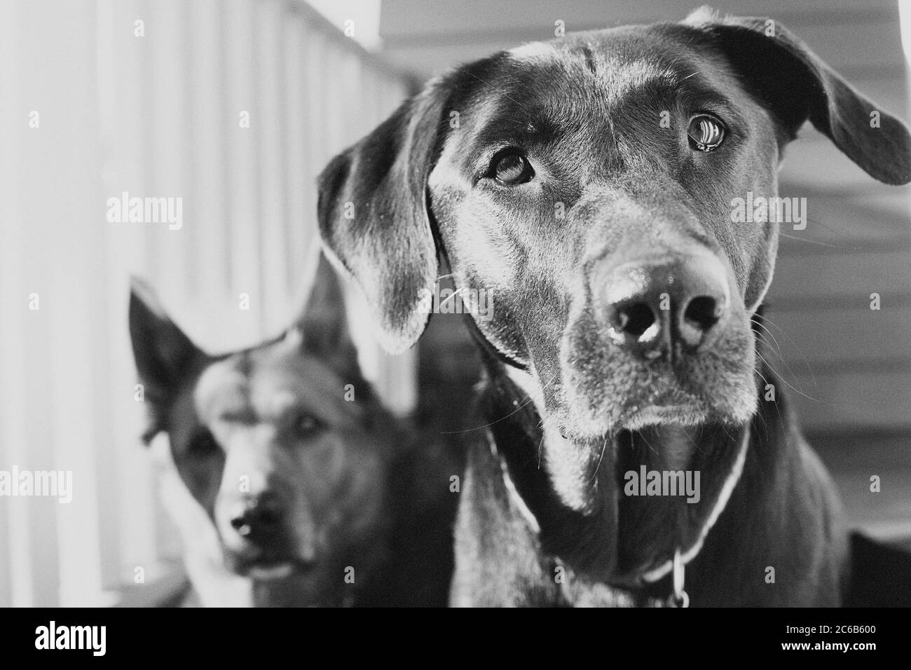 Portrait of Two Big Dogs Stock Photo