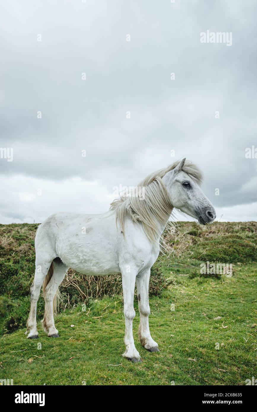 Grey dartmoor mare hires stock photography and images Alamy