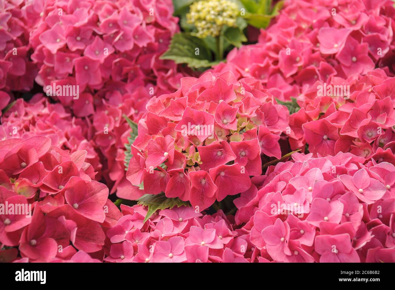 Garten-Hortensie Hydrangea, Hortensie, hortensia macrophylla Leuchtfeuer Stock Photo