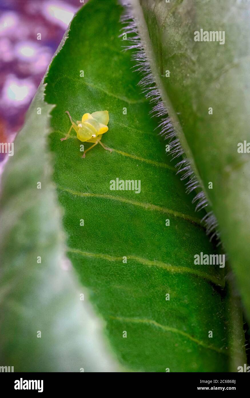 Little bug in lettuce leaf focus stack Stock Photo Alamy