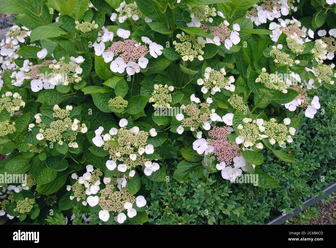 Hortensie Hydrangea, Hortensie, hortensia macrophylla Libelle Stock Photo