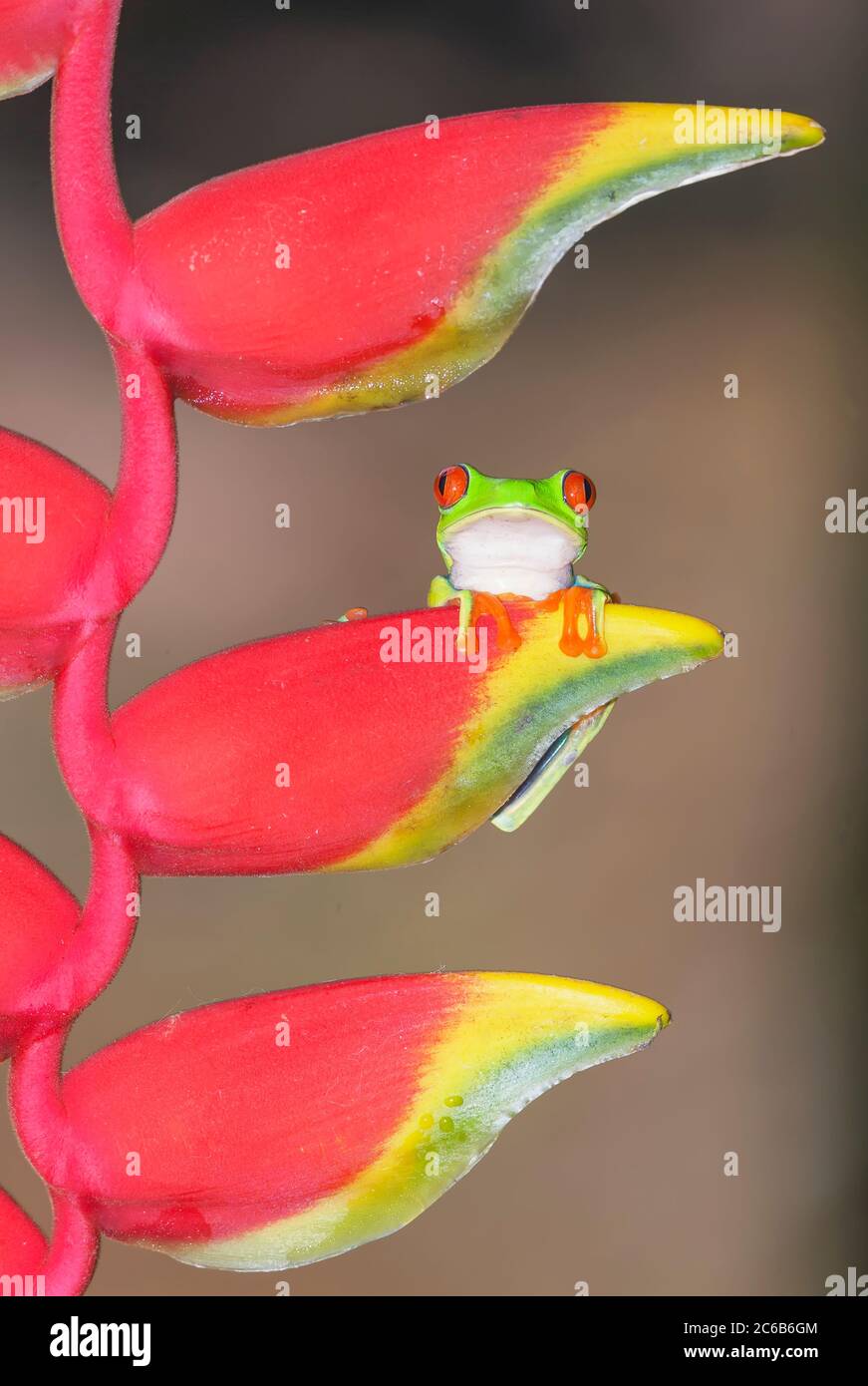 Red eyed tree frog (Agalychins callydrias) on Heliconia flower ...