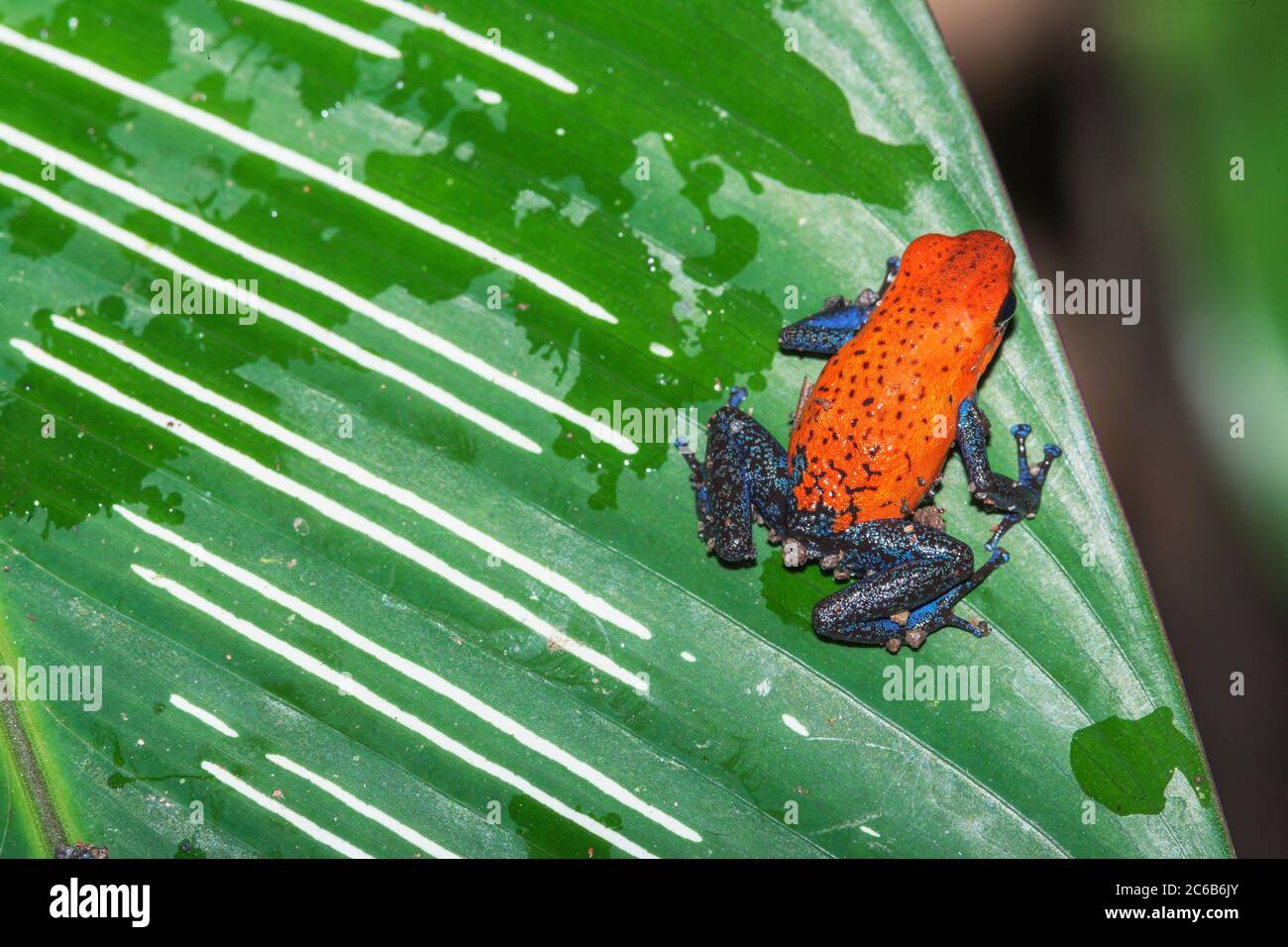 Orange and blue poison dart frog hires stock photography and images