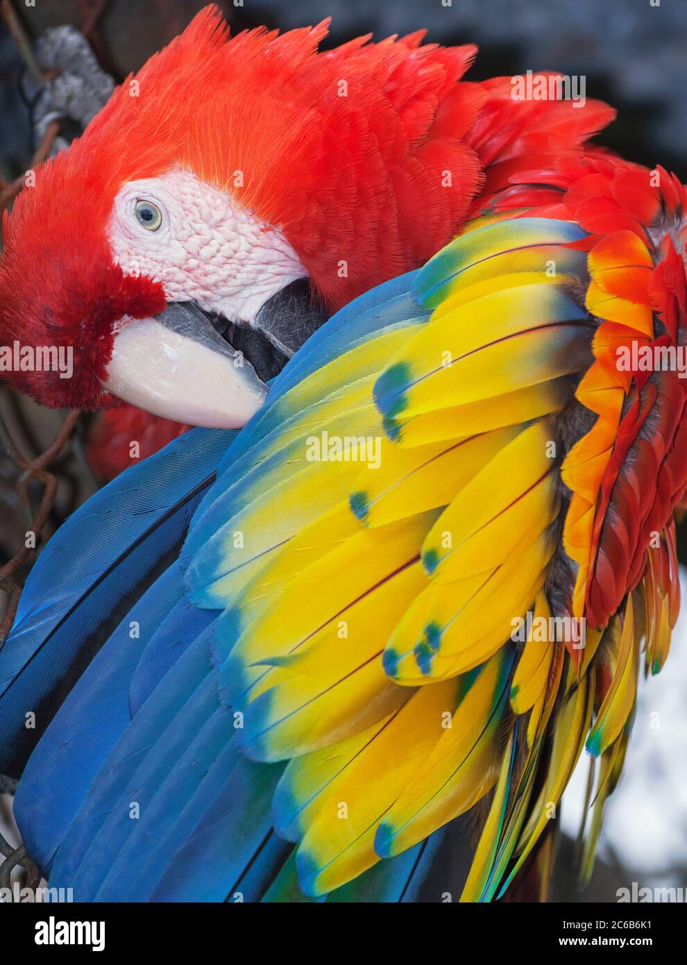 Scarlet Macaw (Ara macao), Costa Rica, Central America Stock Photo