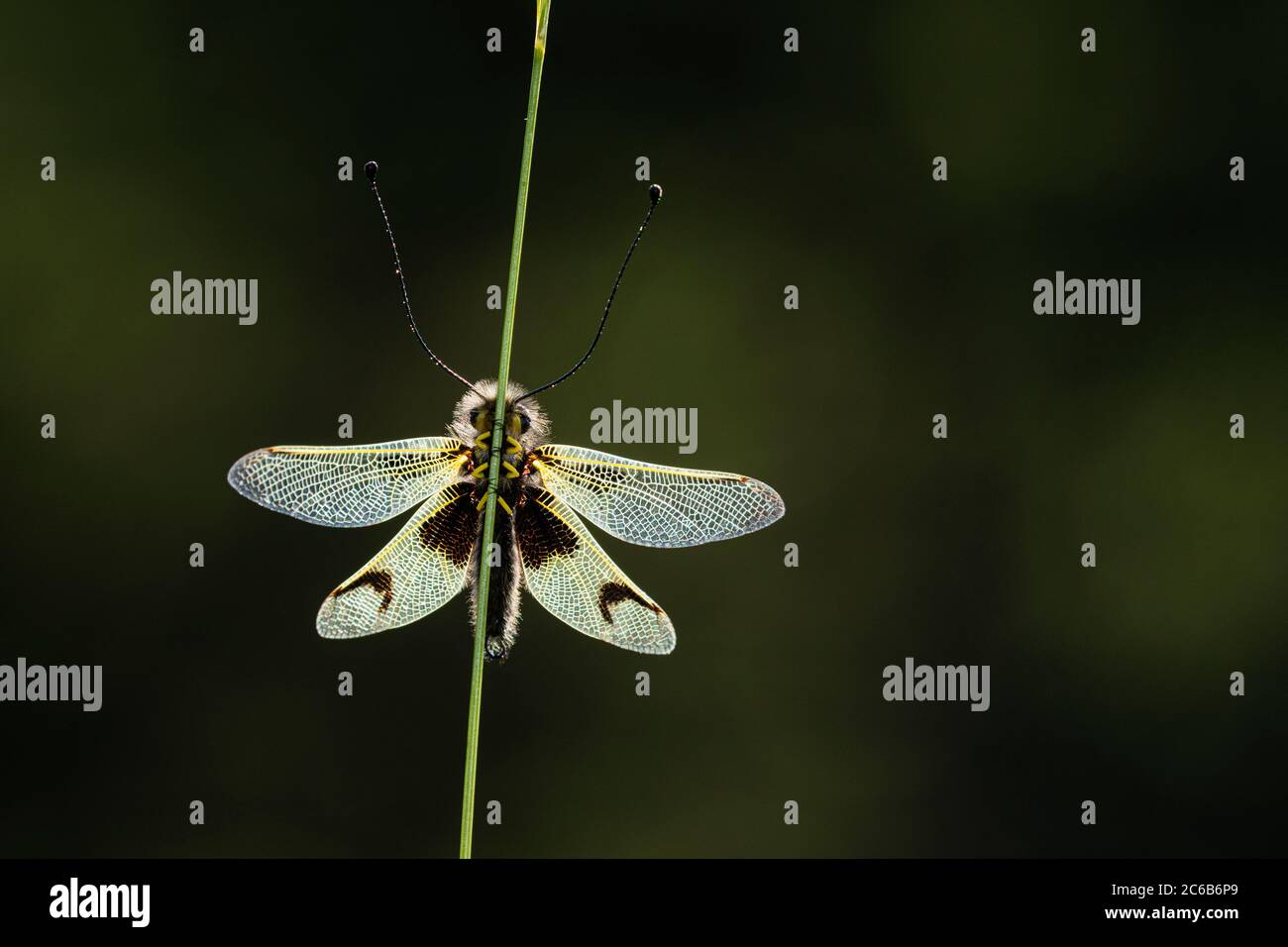A backlit Owlfly (Libelloides longicornis) Stock Photo