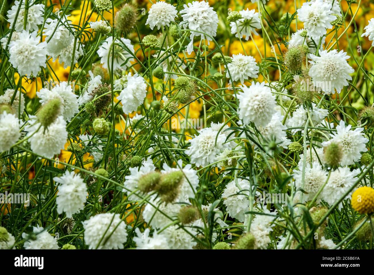 White Cephalaria gigantea 'Alba' Stock Photo