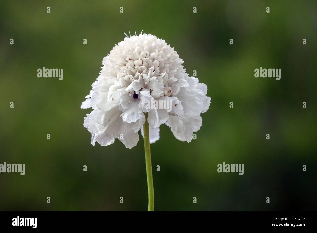 White Cephalaria gigantea 'Alba' Giant Scabious flower Stock Photo