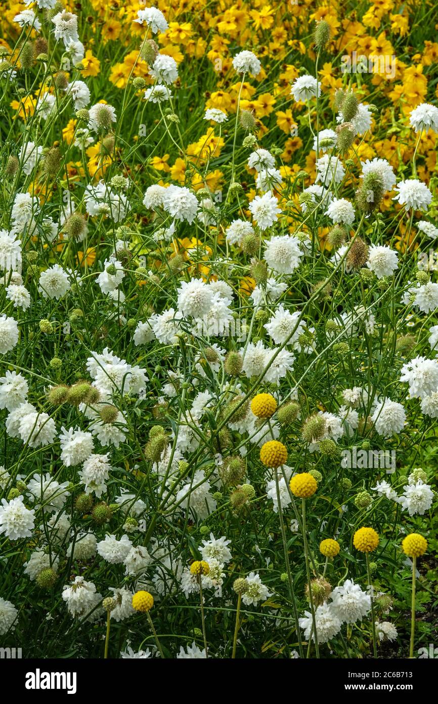 White Cephalaria gigantea 'Alba' coreopsis Stock Photo
