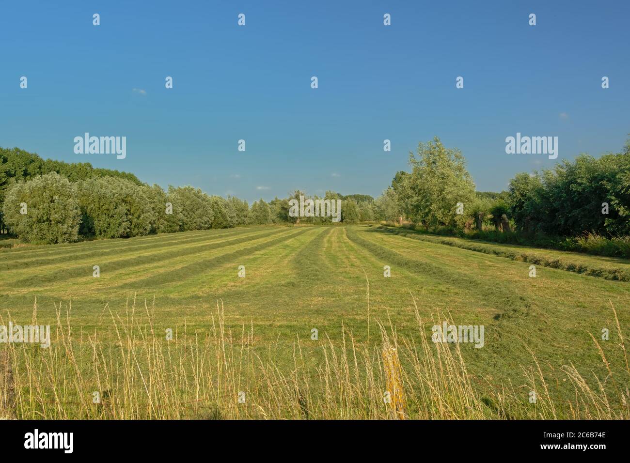 Sunny mown meadows with trees under a clear blue sky in Kalkense ...