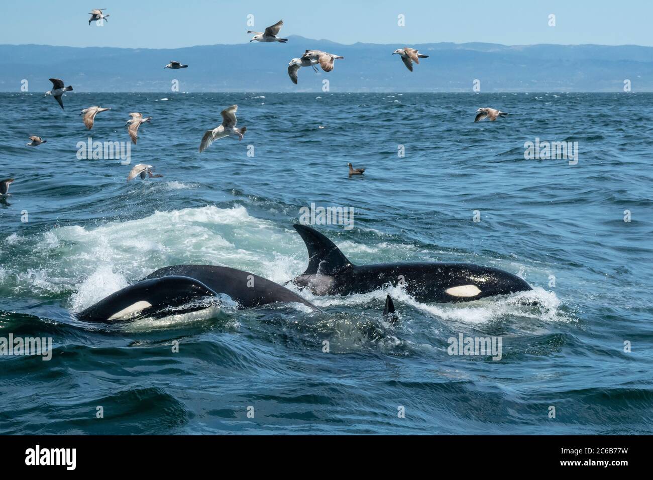 Transient killer whales (Orcinus orca), feeding on a California grey whale calf, Monterey Bay, California, United States of America, North America Stock Photo