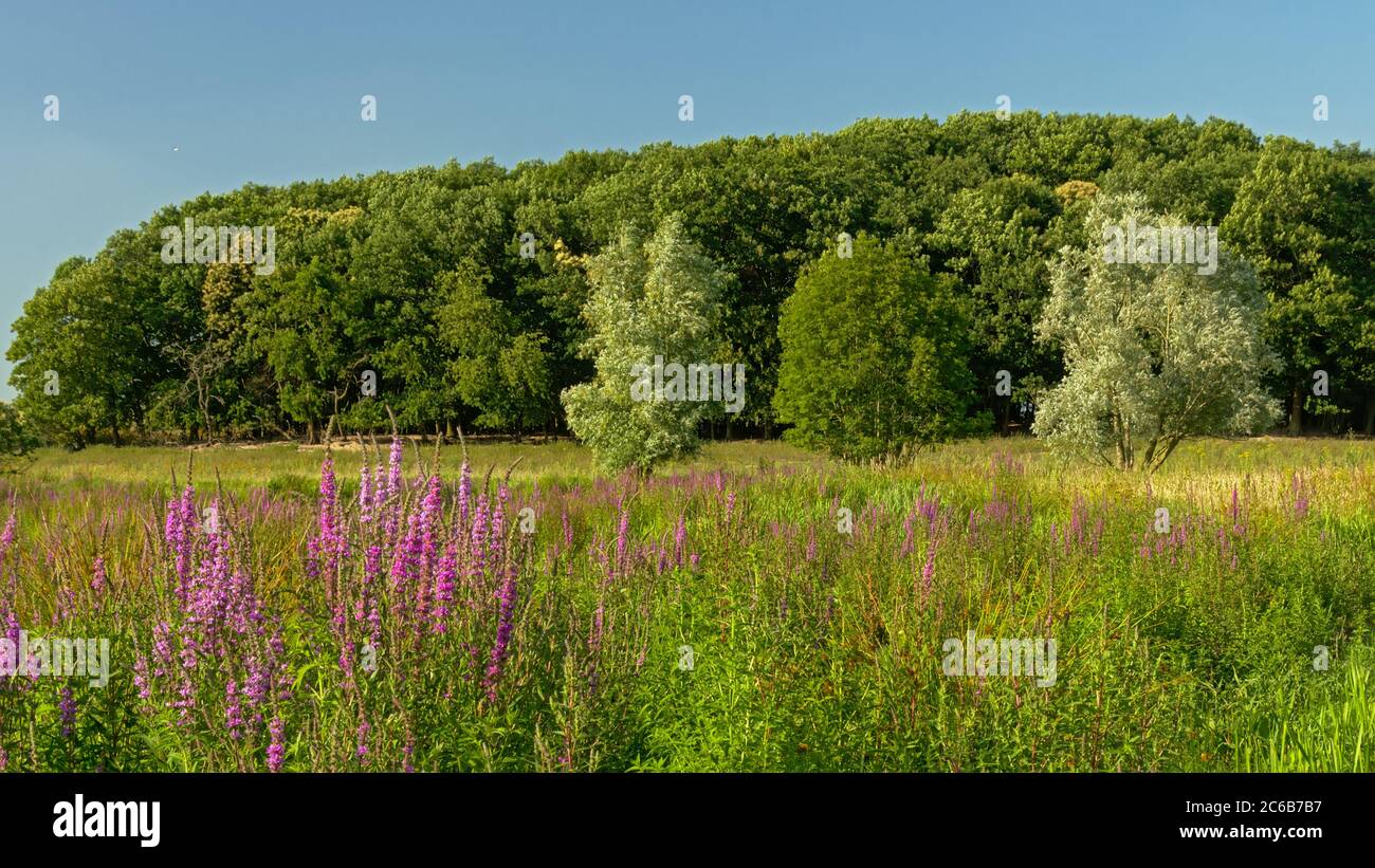 Purple loosetrife flowers, in a marsh landscape in Kalkense meersen nature reserve, Flanders. Stock Photo