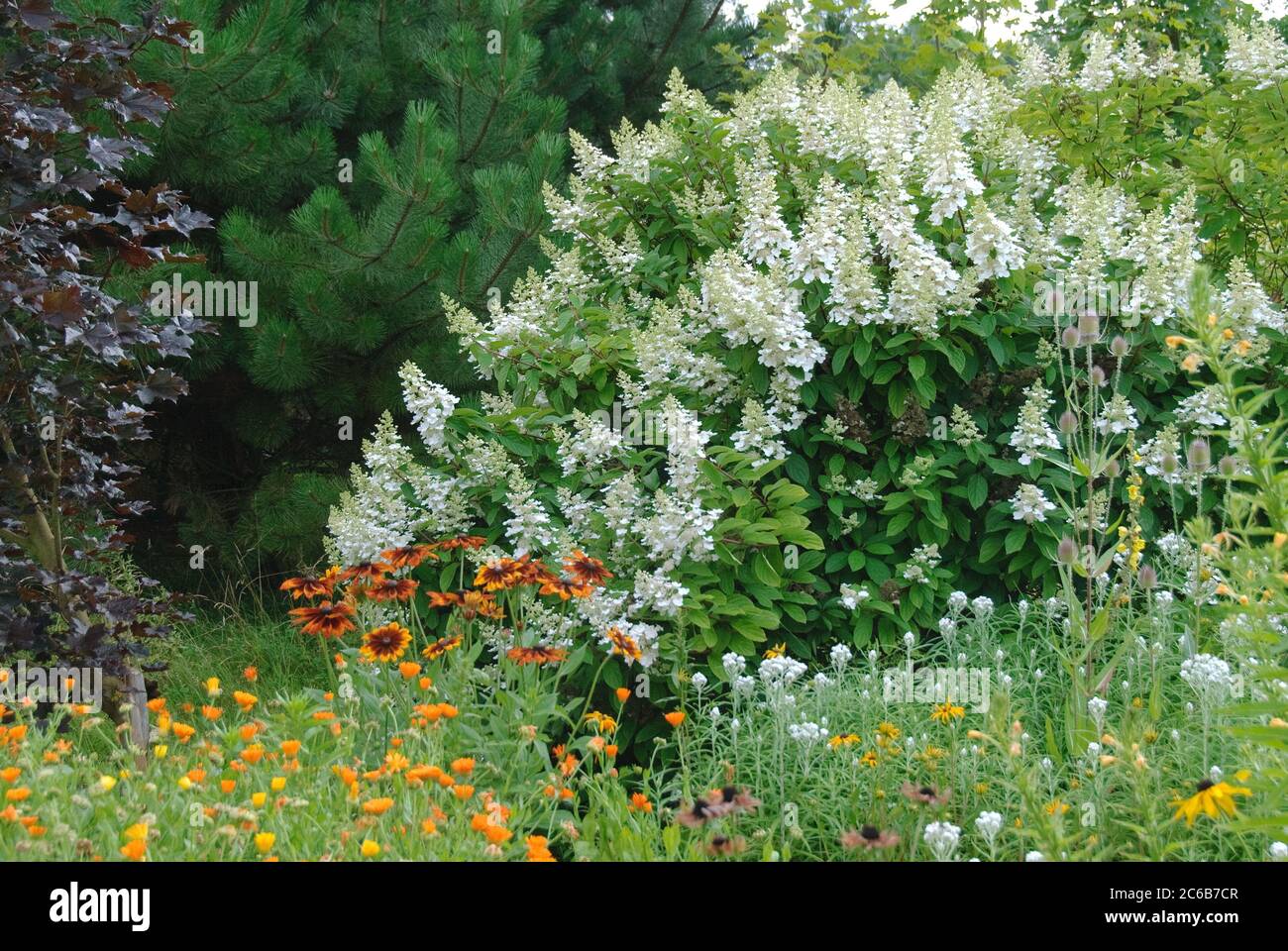 Rispen-Hortensie Hydrangea, Hortensie, hortensia paniculata Kyushu Stock Photo