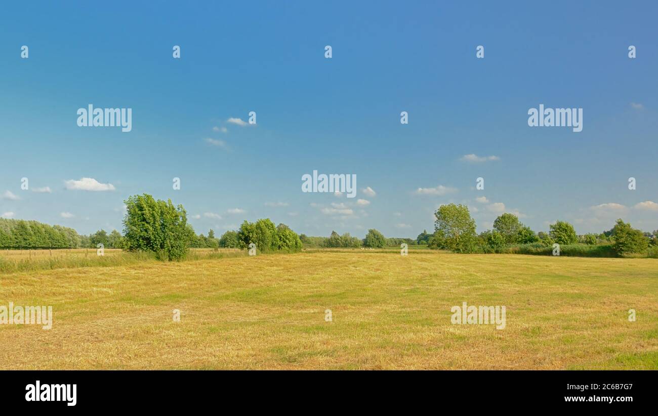Sunny mown meadows with trees under a clear blue sky in Kalkense ...