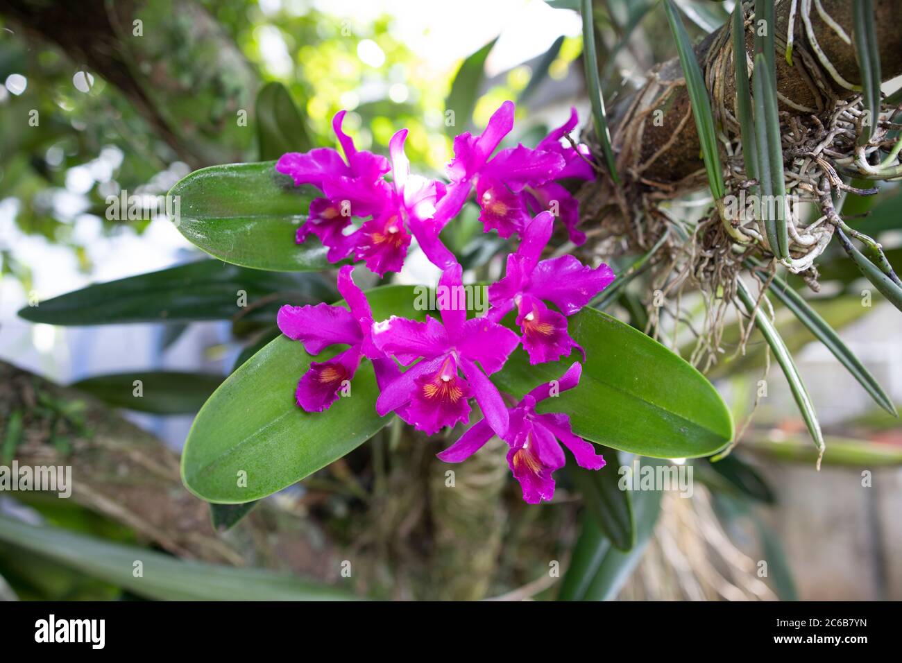 Guarianthe skinneri is the national flower of Costa Rica, where it is known as guaria morada. It was referenced as Cattleya skinneri Stock Photo