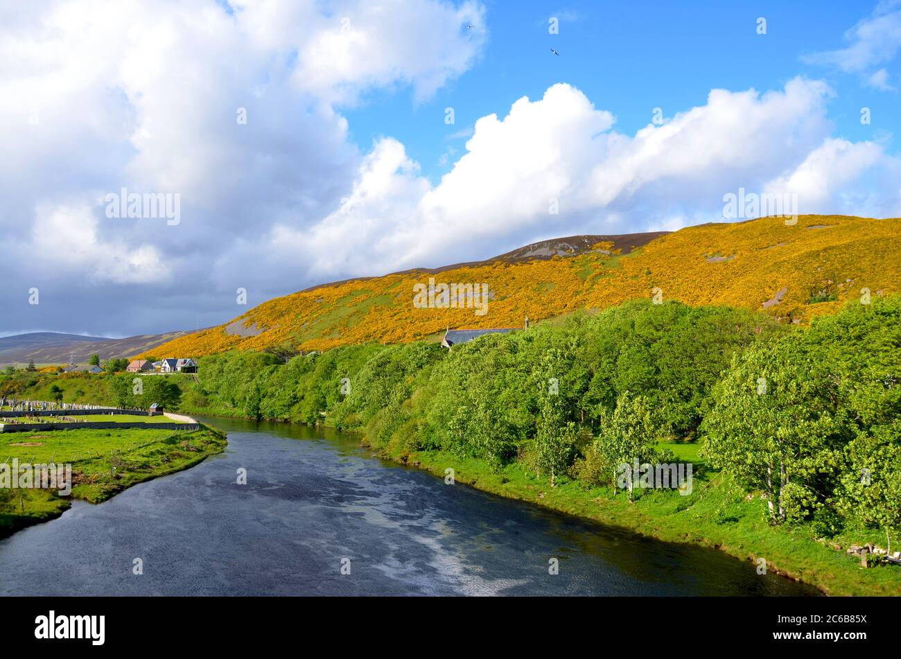 River birds scotland hi-res stock photography and images - Alamy