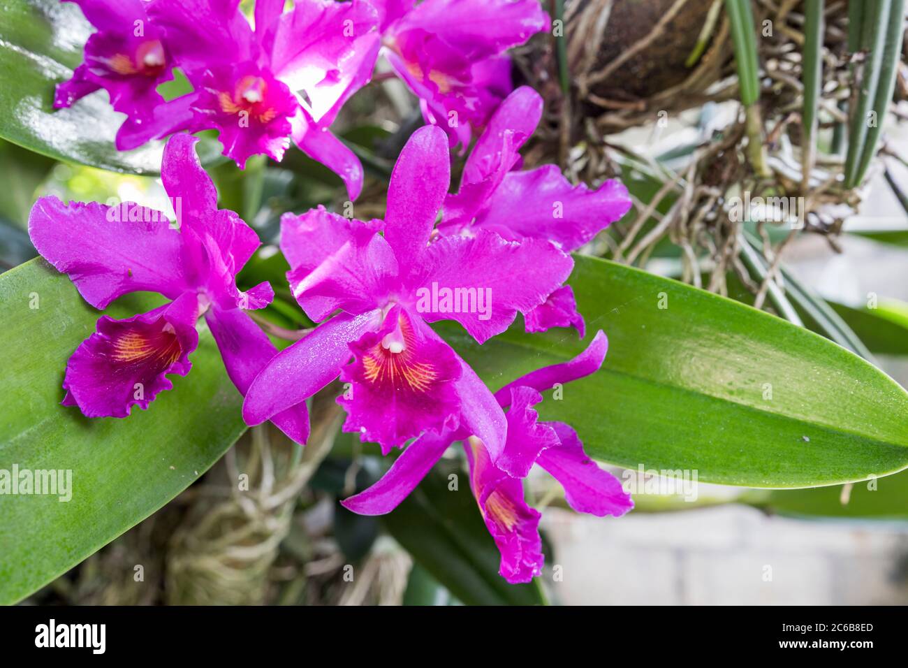 Guarianthe skinneri is the national flower of Costa Rica, where it is known as guaria morada. It was referenced as Cattleya skinneri Stock Photo