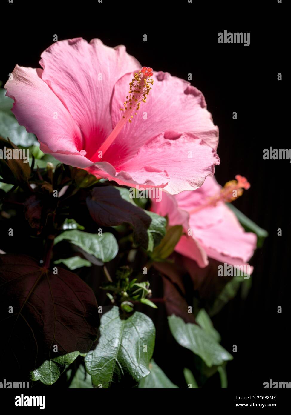 pink hibiscus flower on black background Stock Photo - Alamy