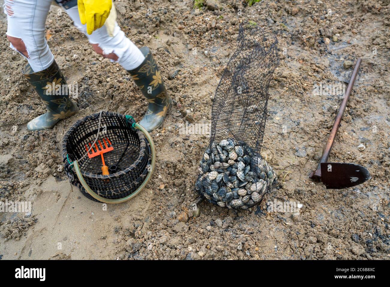 Woman gathering shellfish during low tide on a beach in Redondela ...