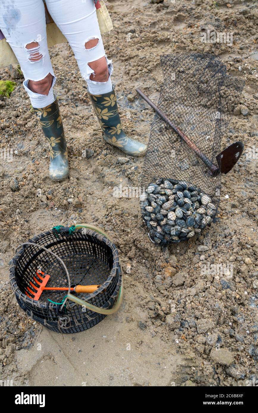 Clam Harvesting High Resolution Stock Photography and Images - Alamy