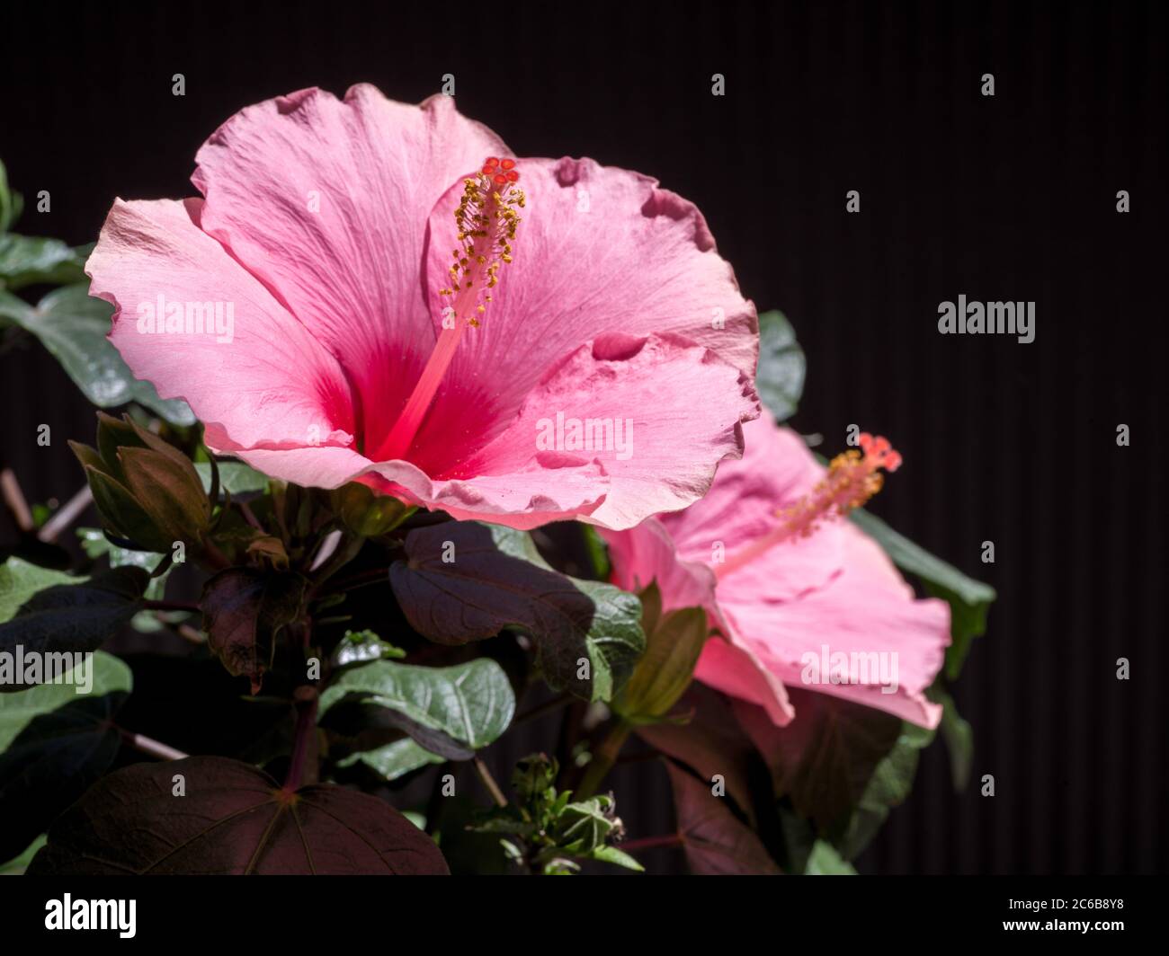pink hibiscus flower on black background Stock Photo