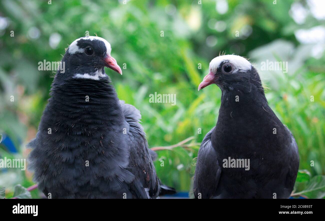 Two beautiful baby pigeons. It looks very cute Stock Photo