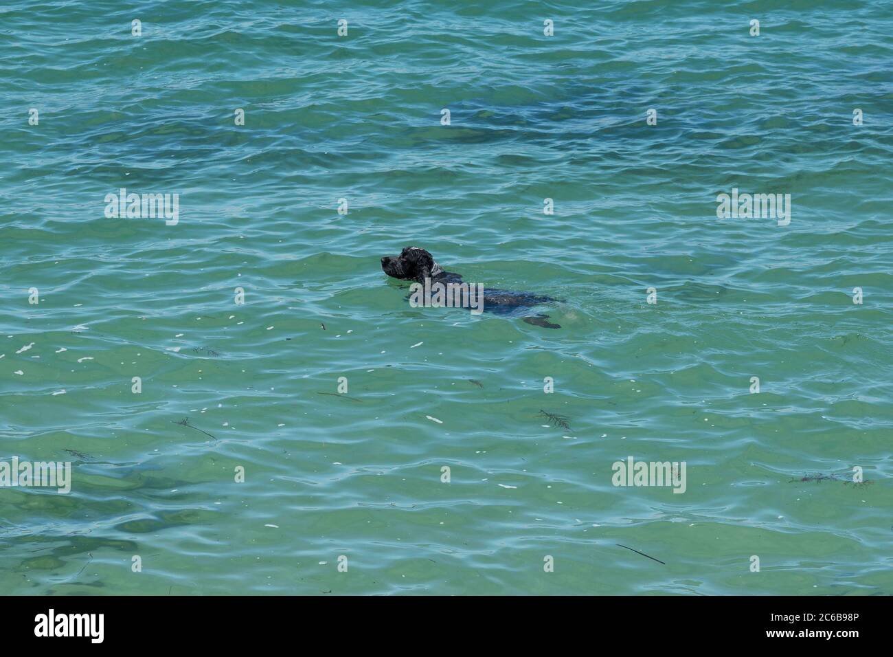 Black dog swimming Stock Photo