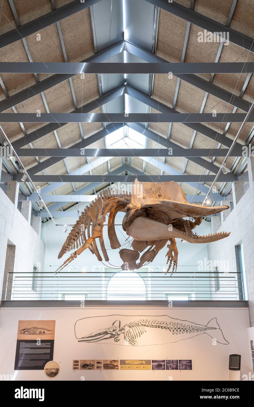 Whale skeleton on display at the Museo do Mar de Galicia - sea maritime museum in VIgo, Galicia, Spain, Europe Stock Photo