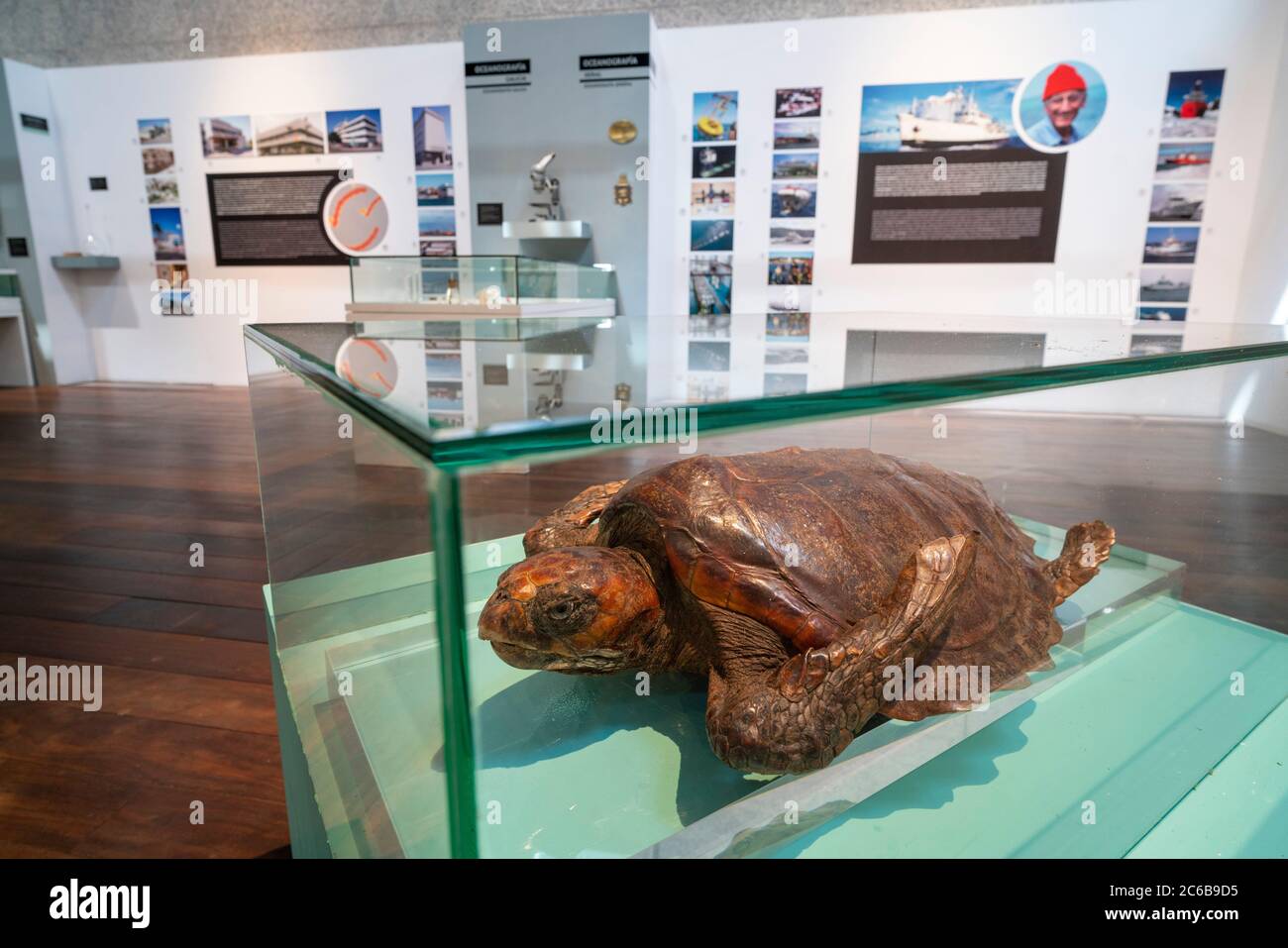 Stuffed sea turtle at the Museo do Mar de Galicia - sea maritime museum in VIgo, Galicia, Spain, Europe Stock Photo