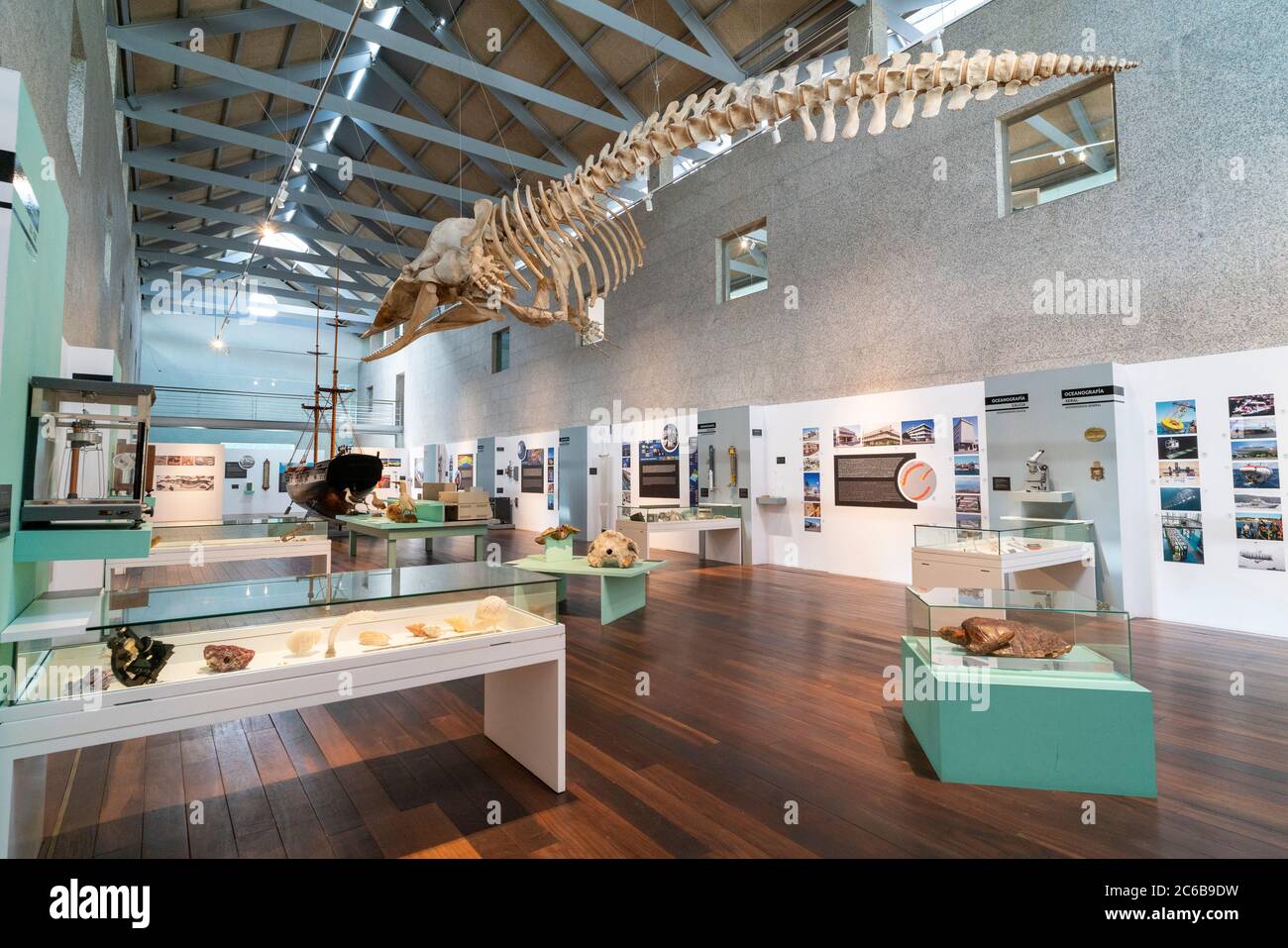 Whale skeleton on display at the Museo do Mar de Galicia - sea maritime museum in VIgo, Galicia, Spain, Europe Stock Photo