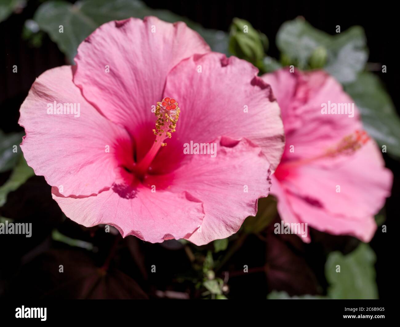 pink hibiscus flower on black background Stock Photo - Alamy