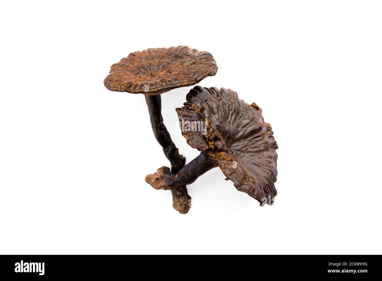 Lingzhi Mushroom Ganoderma Lucidum, dry for Chinese traditional
