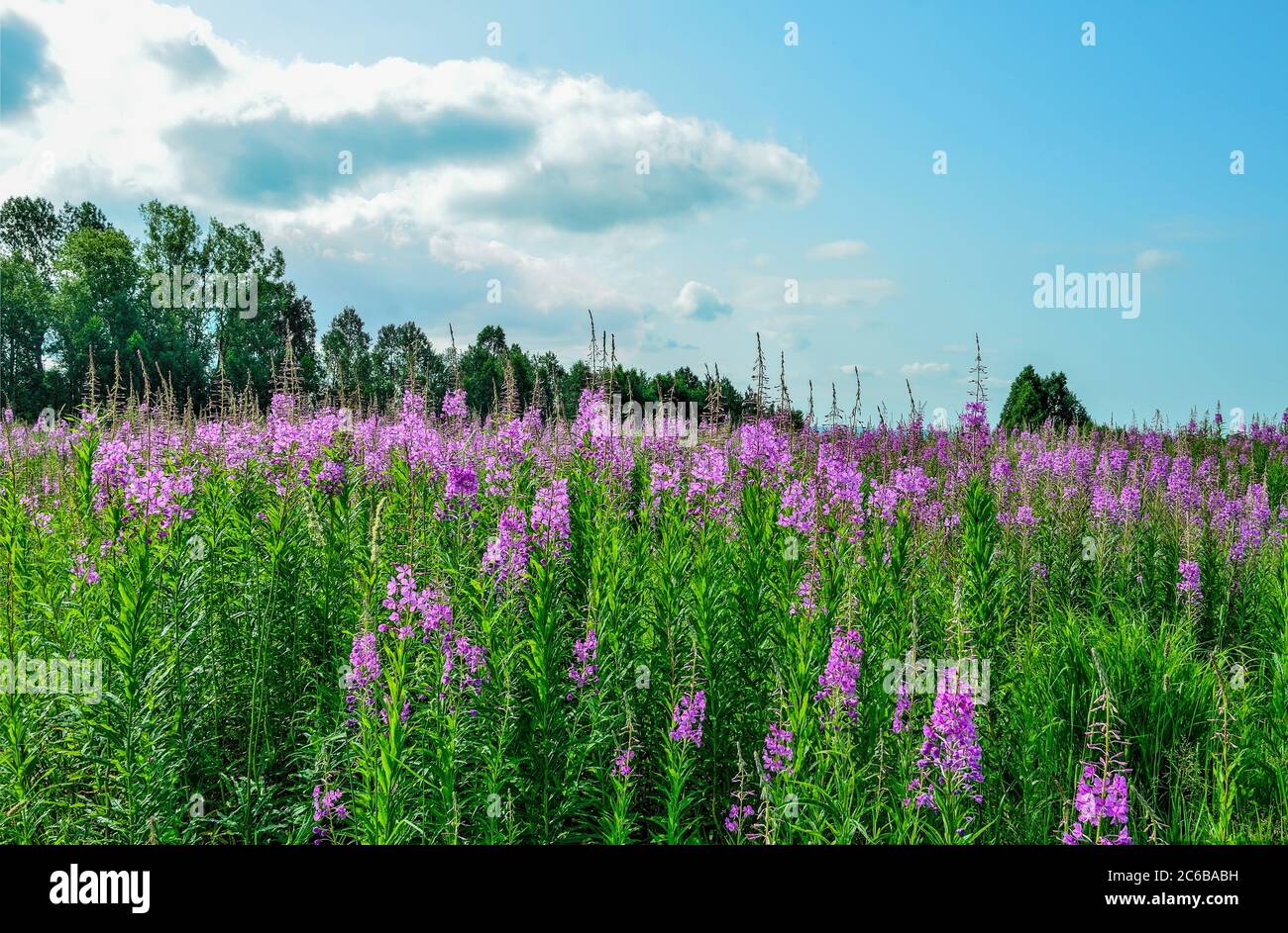 Summer meadow with blossoming pink fireweed flowers covered. Picturesque summer landscape - flowering Chamaenerion angustifolium or Epilobium angustif Stock Photo