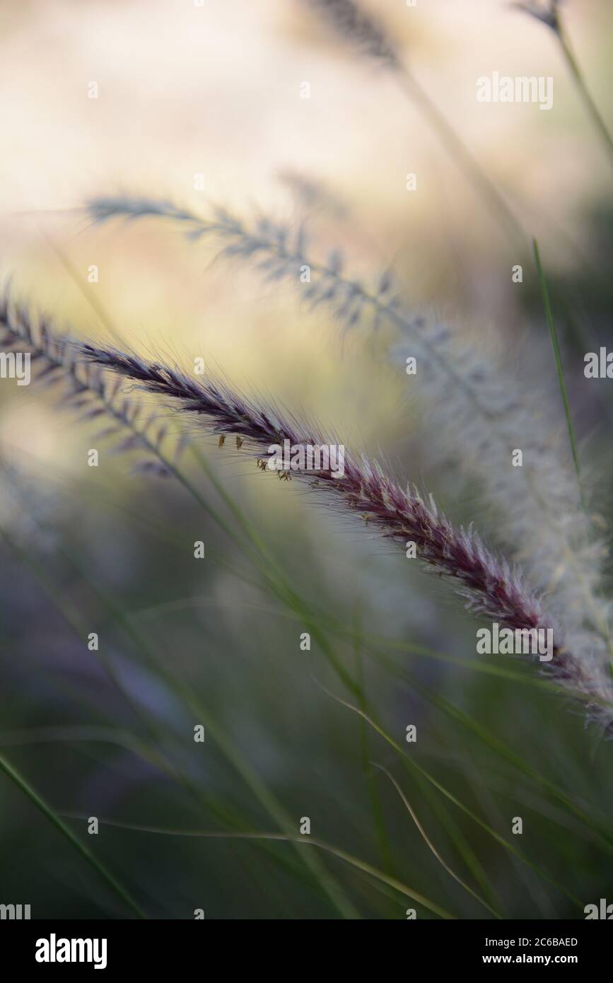 Desert wild plants south hi-res stock photography and images - Alamy