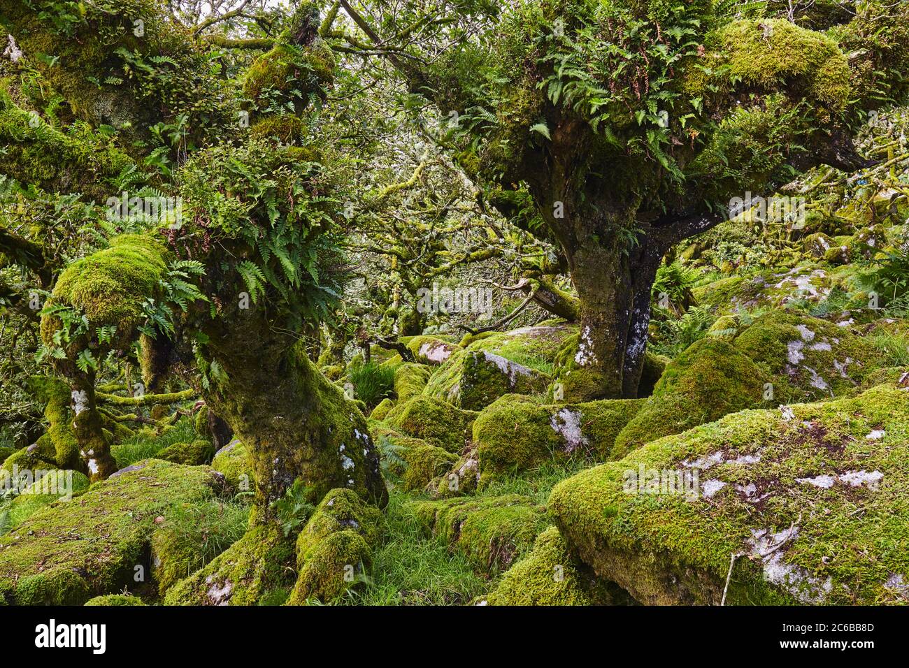 Ancient gnarled and stunted oak trees growing among moss-covered boulders in Wistman's Wood, Dartmoor National Park, Devon, England, United Kingdom, E Stock Photo
