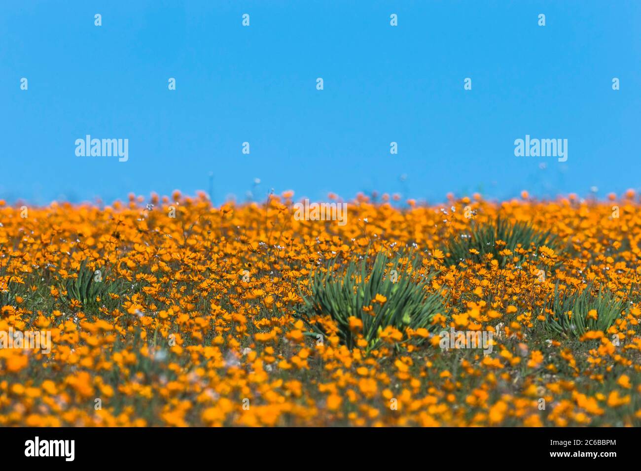 Carpet of orange glossy-eyed parachute-daisies (Ursinia cakilefolia), Skilpad, Namaqua National Park, South Africa, Africa Stock Photo