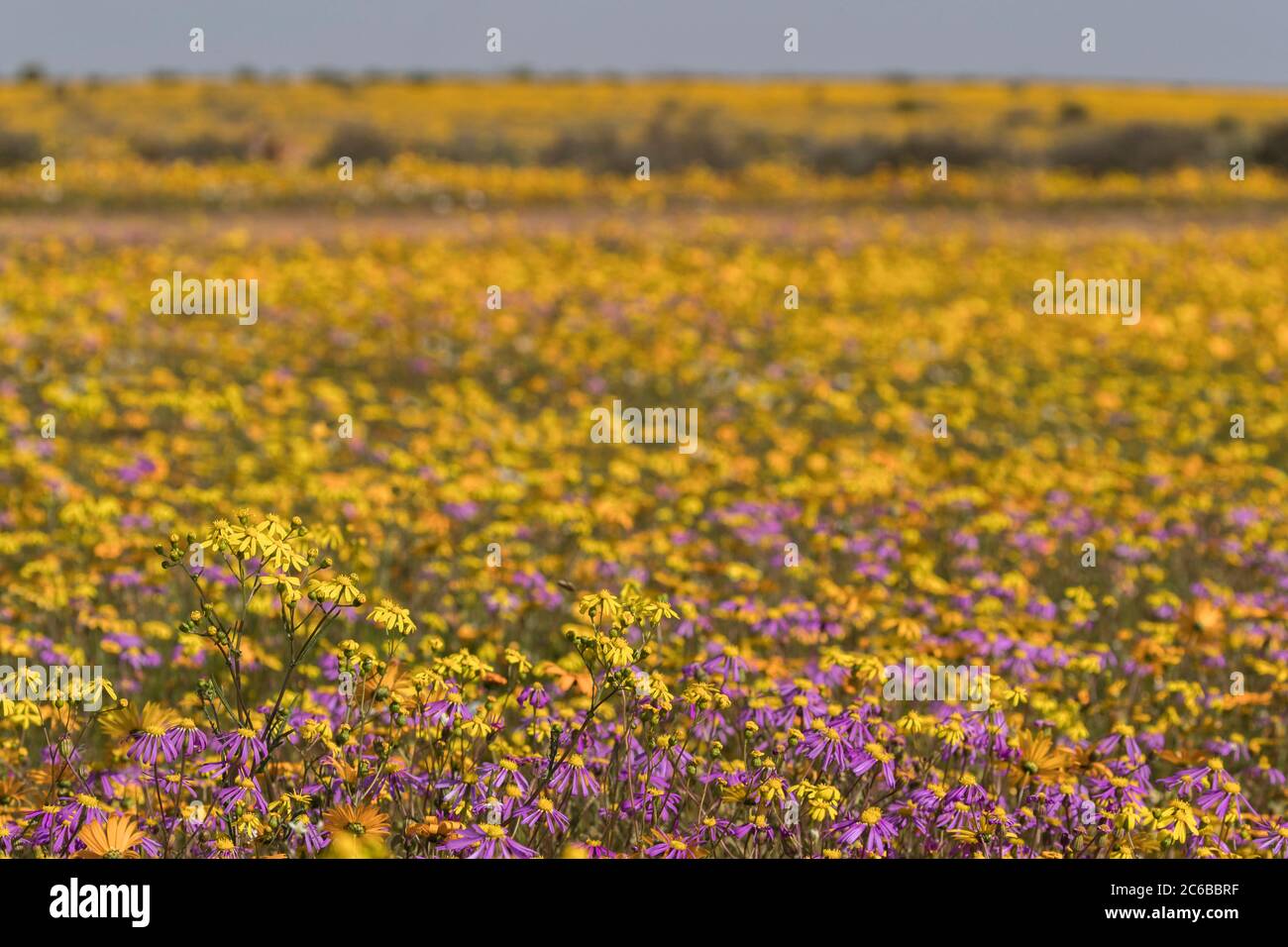 Namaqualand spring flowers, Matjiesfontein farm, Nieuwoudtville, Namaqualand, South Africa, Africa Stock Photo